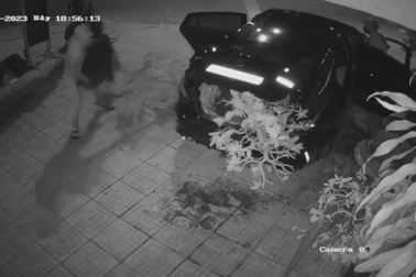 Ba thanh niên dùng ô tô đi trộm hai cây mai