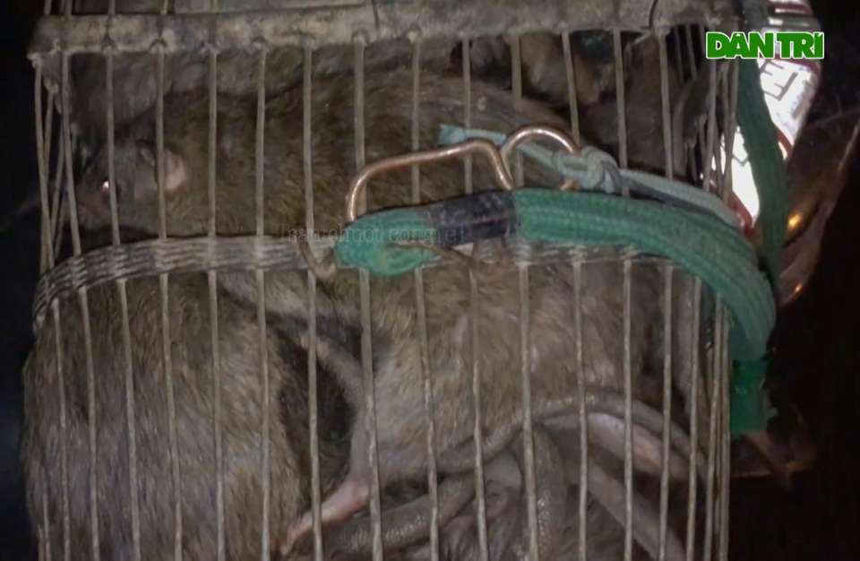 Thợ săn tung chiêu bắt gọn 30kg chuột cống trong một đêm - 5 Thợ săn tung chiêu bắt gọn 30kg chuột cống trong một đêm - 5