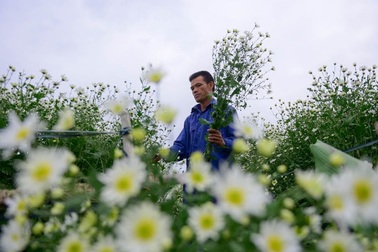 Cúc họa mi nở rộ, người dân Nhật Tân vào mùa “hốt” bạc