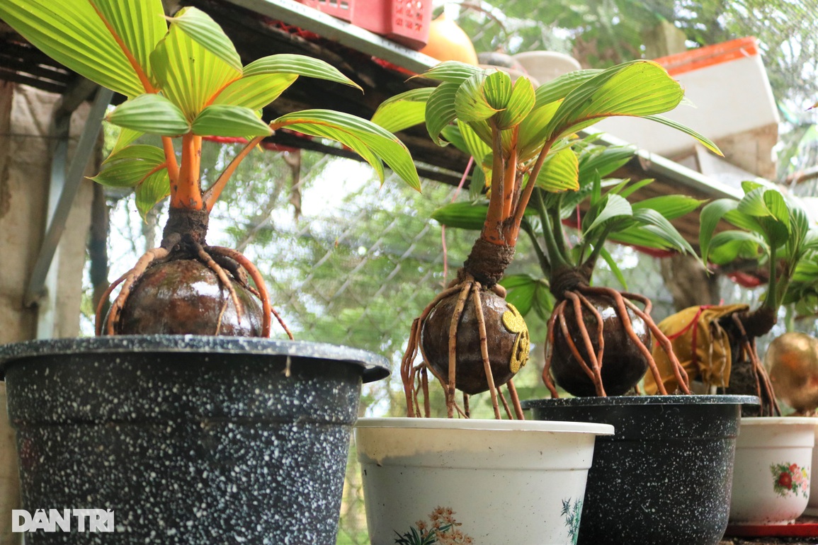 Lão nông hô biến dừa khô thành cây cảnh trị giá tiền triệu - 3 Lão nông hô biến dừa khô thành cây cảnh trị giá tiền triệu - 3