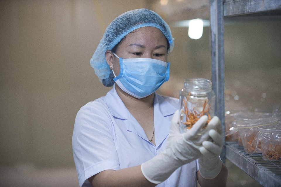 Mô hình nuôi đông trùng hạ thảo đạt chuẩn GACP-WHO của Việt Nam - 1 Mô hình nuôi đông trùng hạ thảo đạt chuẩn GACP-WHO của Việt Nam - 1