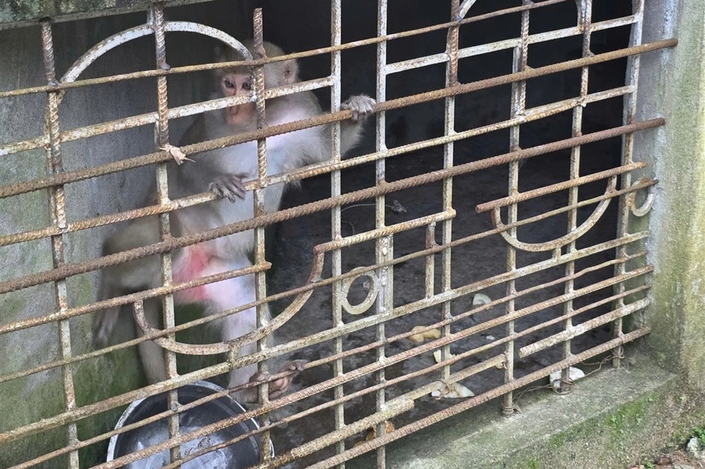 Người đàn ông thu phục khỉ hoang, bàn giao cho cơ quan bảo tồn - 1 Người đàn ông thu phục khỉ hoang, bàn giao cho cơ quan bảo tồn - 1