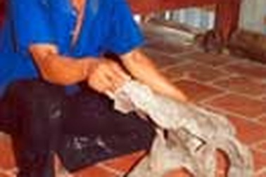 Sự thật về bộ xương khủng long tại Vĩnh Long