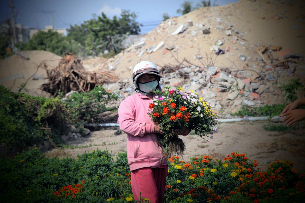 Tết cuối ở làng hoa Mỹ Bình trước khi nhường đất xây khu đô thị - 6 Tết cuối ở làng hoa Mỹ Bình trước khi nhường đất xây khu đô thị - 6