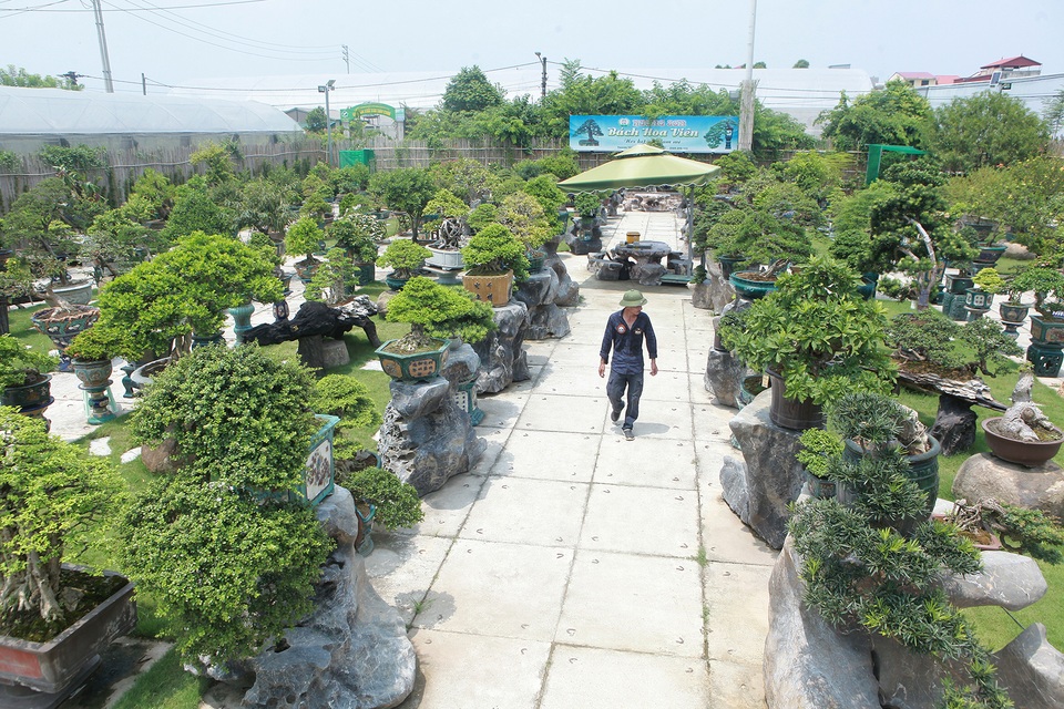 Mục sở thị khu vườn gần 1.000 cây cảnh bonsai hiếm có đất Hà Thành - 1 Mục sở thị khu vườn gần 1.000 cây cảnh bonsai hiếm có đất Hà Thành - 1