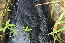 Công ty chế biến nông sản xả nước hôi thối, đen đặc quánh