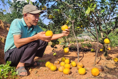 Cam rụng hàng loạt sau mưa lũ, chủ vườn điêu đứng