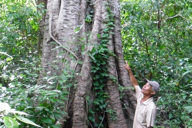 Kỳ bí truyền thuyết “rừng thiêng” giữa lòng thị trấn