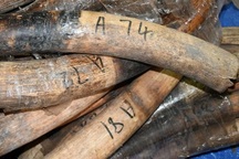 Hơn 6,6 tấn hàng nghi là ngà voi và vảy tê tê bị bắt ở cảng Tiên Sa