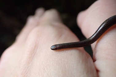 Loài rắn tí hon nhìn như giun đất, xuất hiện trở lại sau 20 năm mất tích