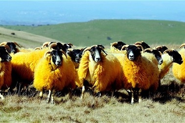 Nhuộm lông cừu để đề phòng trộm cắp