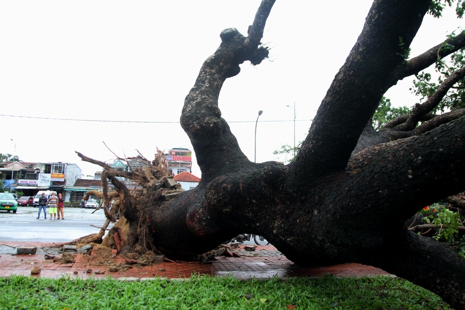 Tàu chìm, nhà sập, trường học tốc mái, cây xanh ngã đổ trong bão số 13 - 20 Tàu chìm, nhà sập, trường học tốc mái, cây xanh ngã đổ trong bão số 13 - 20