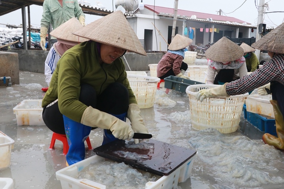 Ngư dân Nam Định thu tiền triệu nhờ đánh bắt sứa biển - 4 Ngư dân Nam Định thu tiền triệu nhờ đánh bắt sứa biển - 4