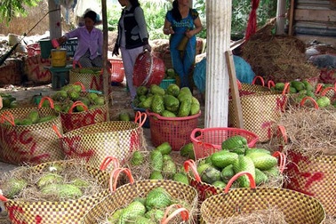 Trồng mãng cầu xiêm, lãi trên 200 triệu đồng/ha