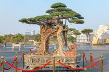 Ngắm cây sanh "hồn quê" 100 năm tuổi "độc nhất vô nhị"