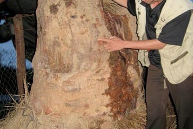 Xôn xao quanh gốc cây “lạ” ở Kon Tum