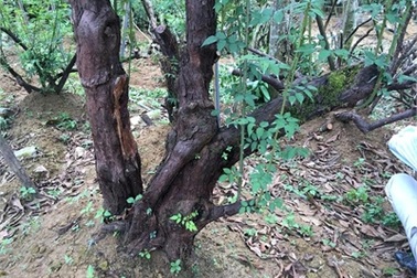 Cây hoa hồng phu thê trăm tuổi khổng lồ của đại gia Hà thành