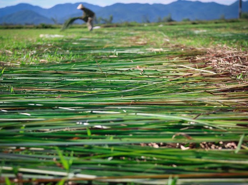 Vẻ đẹp thôn quê bình dị mùa thu hoạch cói ở ốc đảo Hồng Lam - 13