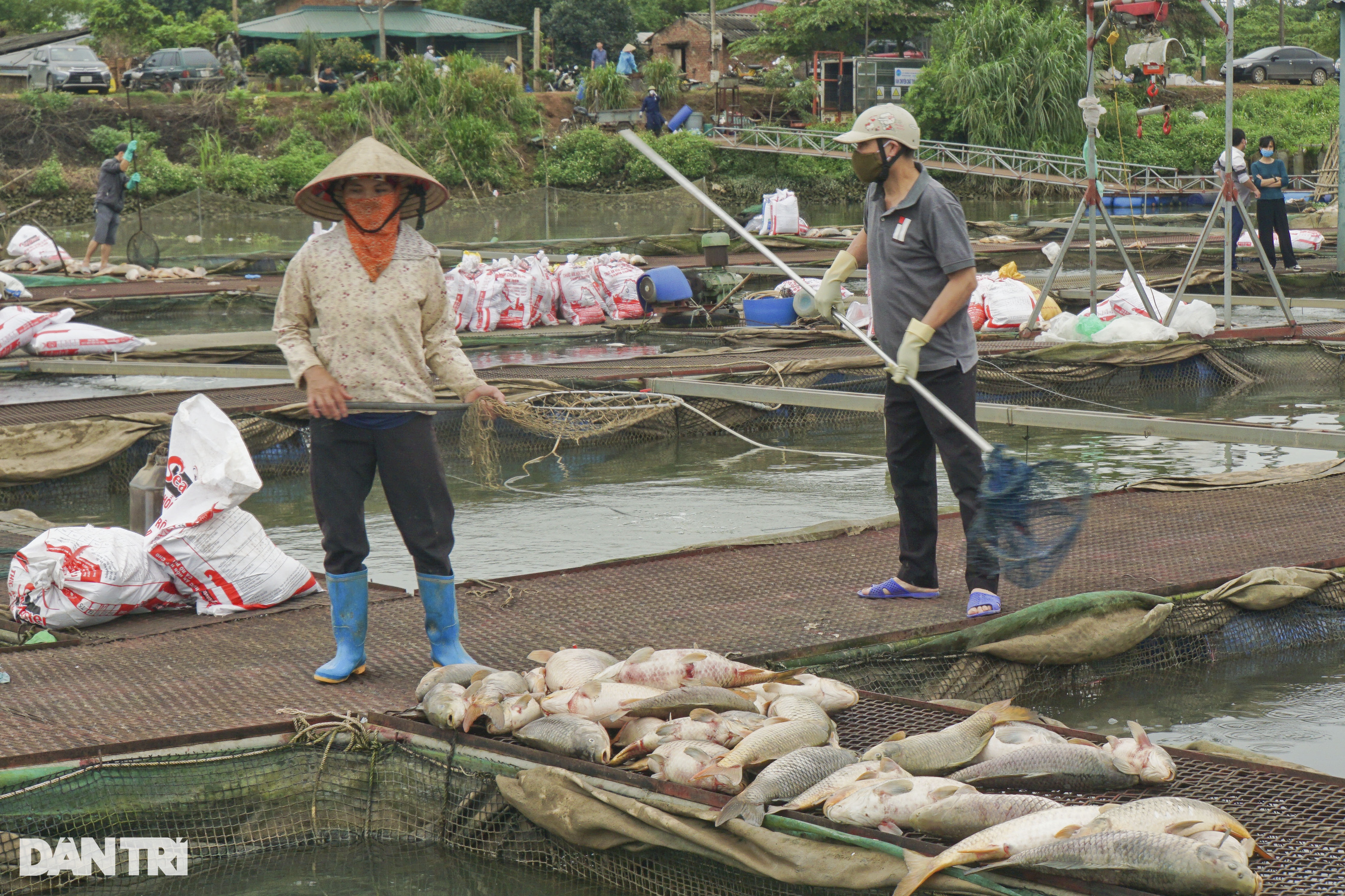 Gần 1.000 tấn cá chết ở Hải Dương: Đề nghị Bộ Nông nghiệp vào cuộc - 1