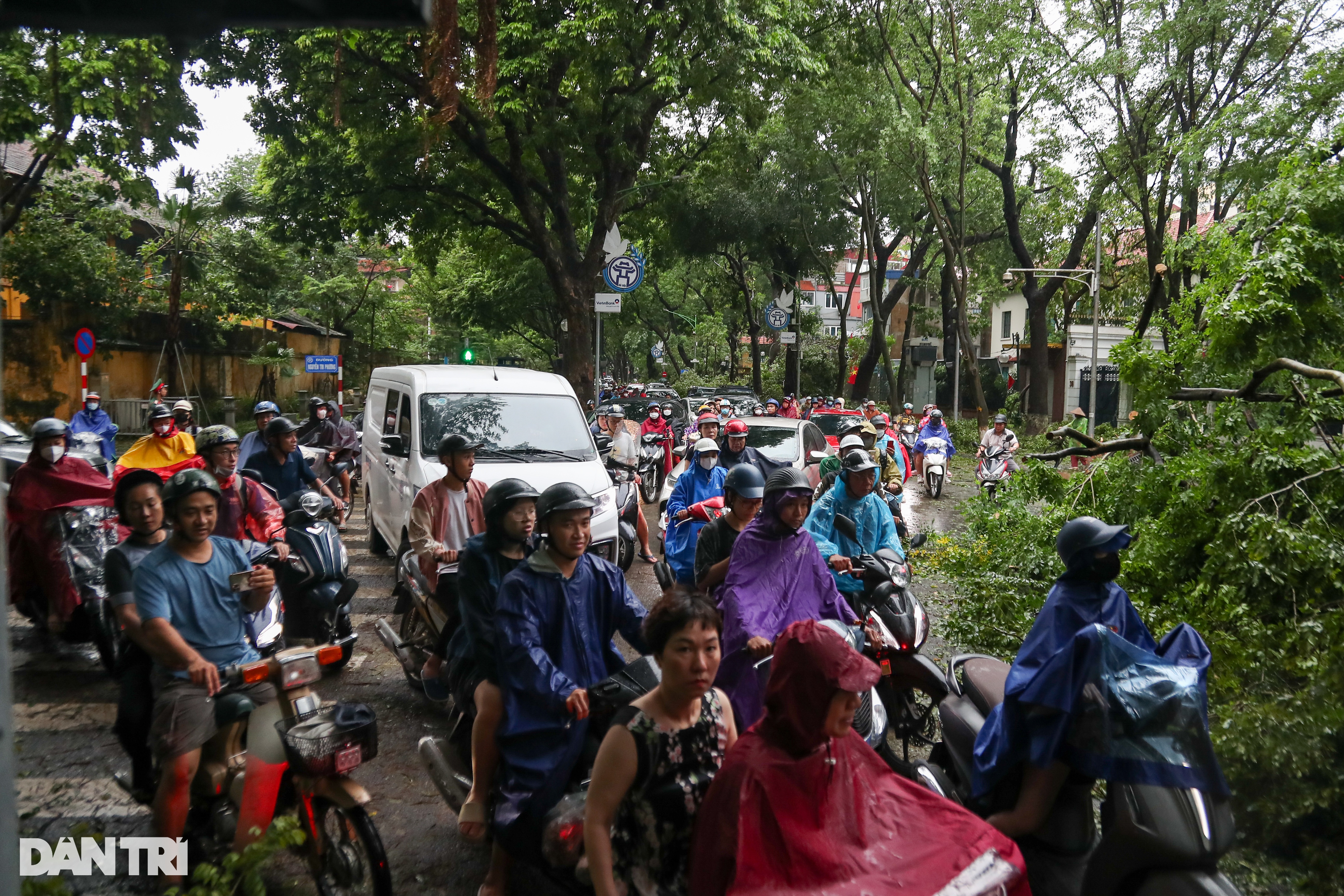 View - Cây đổ la liệt khắp đường phố Hà Nội | Báo Dân trí