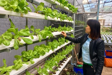 Mô hình canh tác thủy canh mở ra hướng đi mới cho người trồng rau sạch