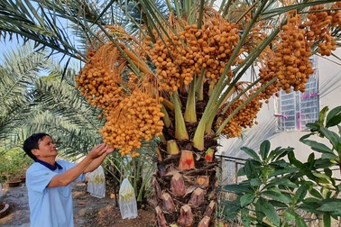 “Đã mắt” với vườn Chà Là trĩu quả ở miền Tây