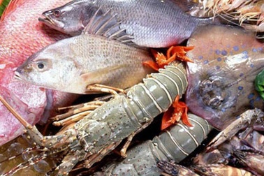 Chưa cho phép đánh bắt, khai thác và sử dụng hải sản tầng đáy 4 tỉnh miền Trung