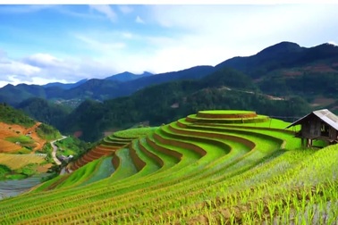 Vì sao cần đến lớp màng của 200kg gạo lứt mới trích ly được 1 lít dầu gạo