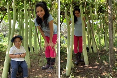 Mẹ Việt ở Mỹ "mát tay" chăm vườn rau trái sai trĩu, cho kích thước "khủng"