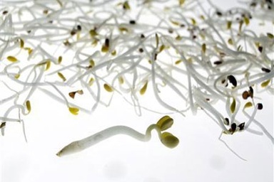 Đức: Tìm ra thủ phạm gây bùng phát dịch E.Coli chết người 