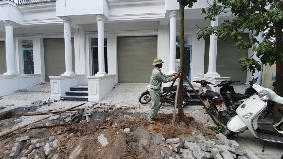 Cây xanh bị chặt trộm được trồng lại ở vị trí có lợi cho dự án xây dựng - 2 Cây xanh bị chặt trộm được trồng lại ở vị trí có lợi cho dự án xây dựng - 2