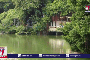 Nhiều đàn chim về Hồ Gươm làm tổ