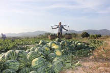 500 đồng/kg dưa hấu, nông dân khóc ròng bỏ mặc cả ruộng dưa