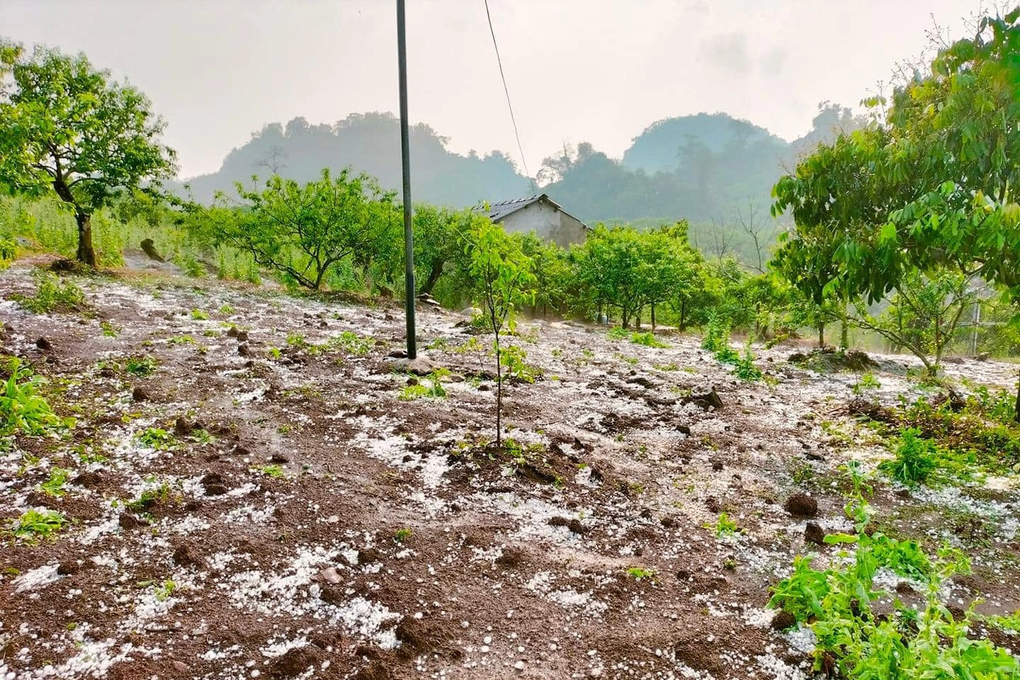Mưa đá ở Hà Giang và Sơn La gây thiệt hại hoa màu của người dân - 3 Mưa đá ở Hà Giang và Sơn La gây thiệt hại hoa màu của người dân - 3