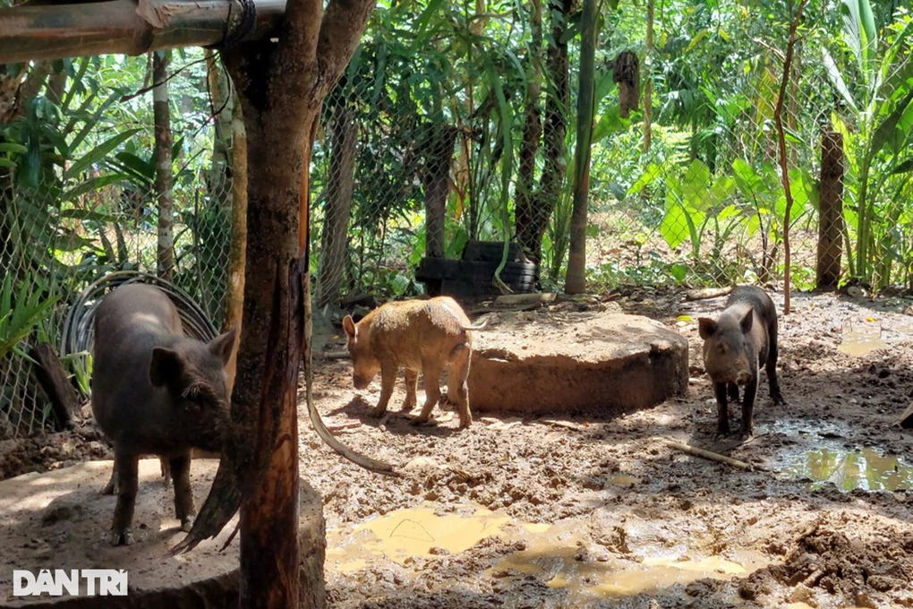 Hộ đồng bào thoát nghèo với heo đen bản địa - 1 Hộ đồng bào thoát nghèo với heo đen bản địa - 1