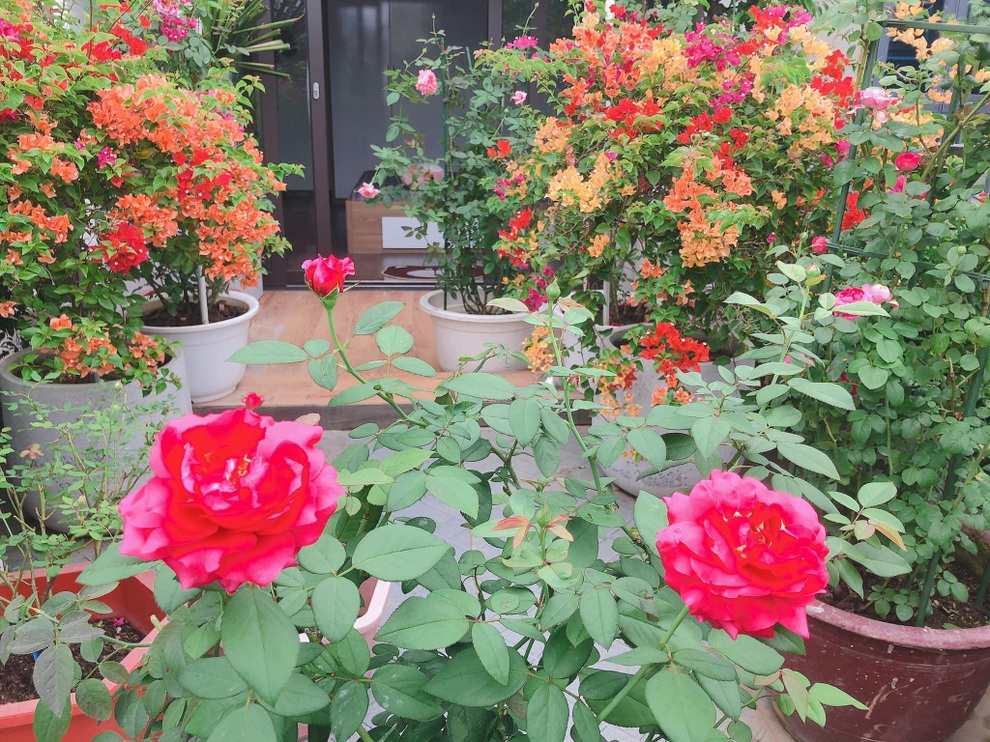 Mẹ đảm Nghệ An tiết lộ chiêu chăm vườn hồng ban công ngát hương - 5 Mẹ đảm Nghệ An tiết lộ chiêu chăm vườn hồng ban công ngát hương - 5