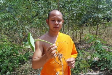 Gặp “bác sĩ” cứu người bị rắn cắn bằng thuốc nam