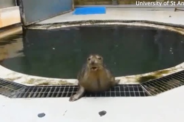 Clip: Hài hước nghe hải cẩu hát “Twinkle, Twinkle Little Star”