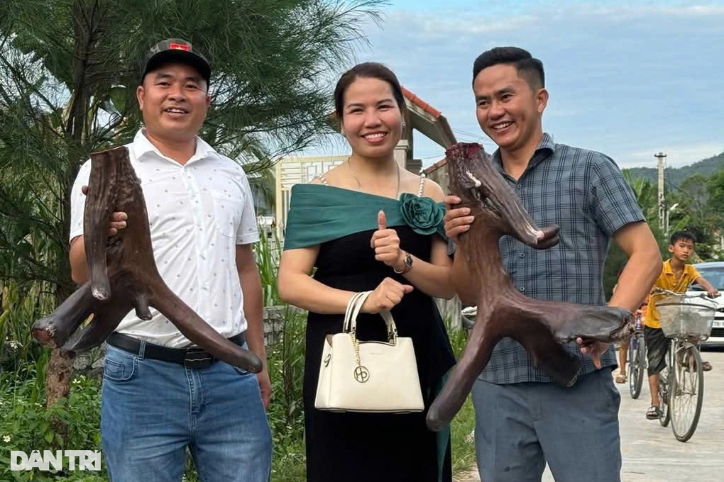 Cặp nhung nai nặng gần 12kg, nông dân thu gần 100 triệu đồng - 3 Cặp nhung nai nặng gần 12kg, nông dân thu gần 100 triệu đồng - 3
