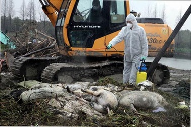 “Dân Thượng Hải đã ăn thịt lợn bệnh trong nhiều năm”