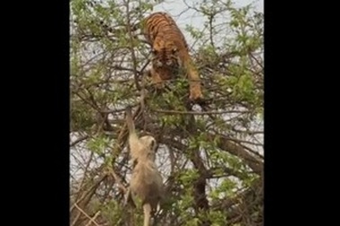 Hổ “muối mặt” vì trèo lên cây để bắt khỉ