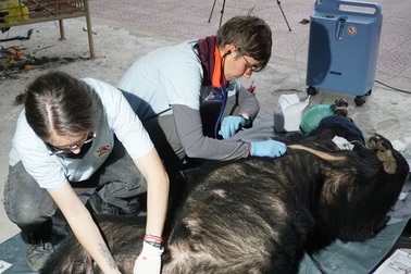 Gấu ngựa nặng 140kg bị nhét trong cốp xe taxi