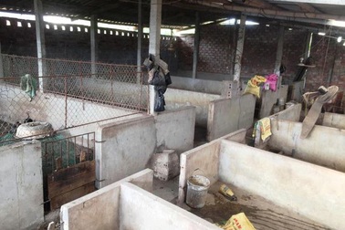 “Thủ phủ” nuôi lợn tiêu hủy gần 30 tấn lợn mắc bệnh dịch tả châu Phi