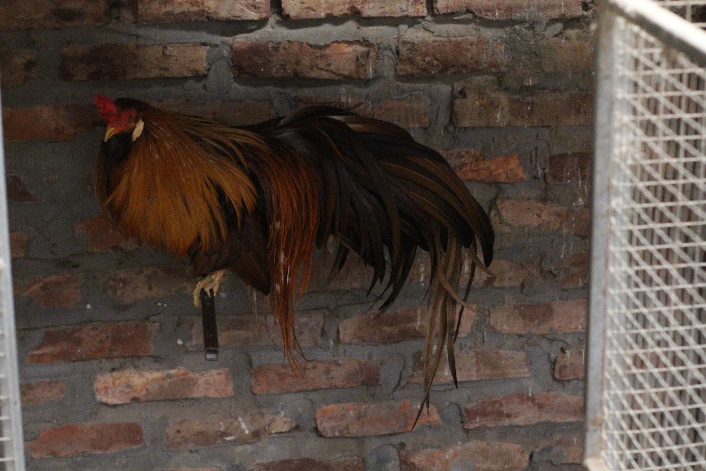 Những giống gà cảnh hàng độc, giá chát vẫn được săn lùng dịp Tết - 11 Những giống gà cảnh hàng độc, giá chát vẫn được săn lùng dịp Tết - 11