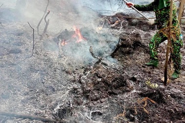 Rừng thông lại bốc cháy, huy động toàn lực để khống chế