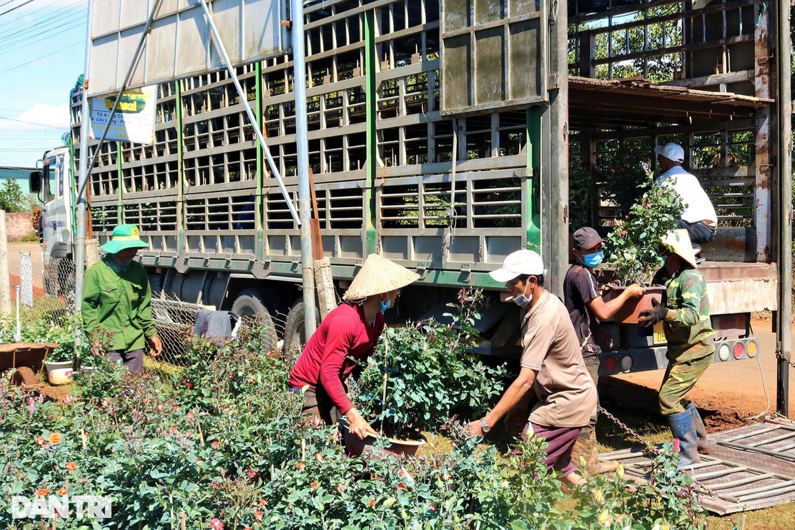 Bỏ phố về rừng trồng hoa hồng, 9X thu bộn tiền ngày Tết - 5 Bỏ phố về rừng trồng hoa hồng, 9X thu bộn tiền ngày Tết - 5