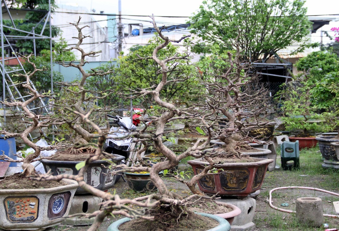 Hết Tết, nhà vườn tấp nập nhận lại mai đã bán - 8 Hết Tết, nhà vườn tấp nập nhận lại mai đã bán - 8