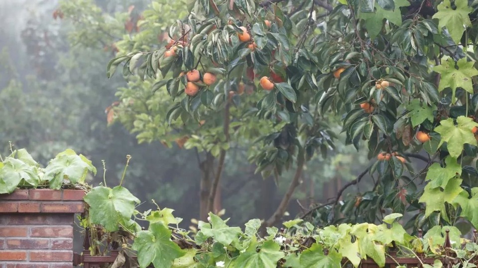 Người chồng tặng vợ nhà vườn 1.000 m2 tuyệt đẹp nhân dịp sinh nhật - 7 Người chồng tặng vợ nhà vườn 1.000 m2 tuyệt đẹp nhân dịp sinh nhật - 7