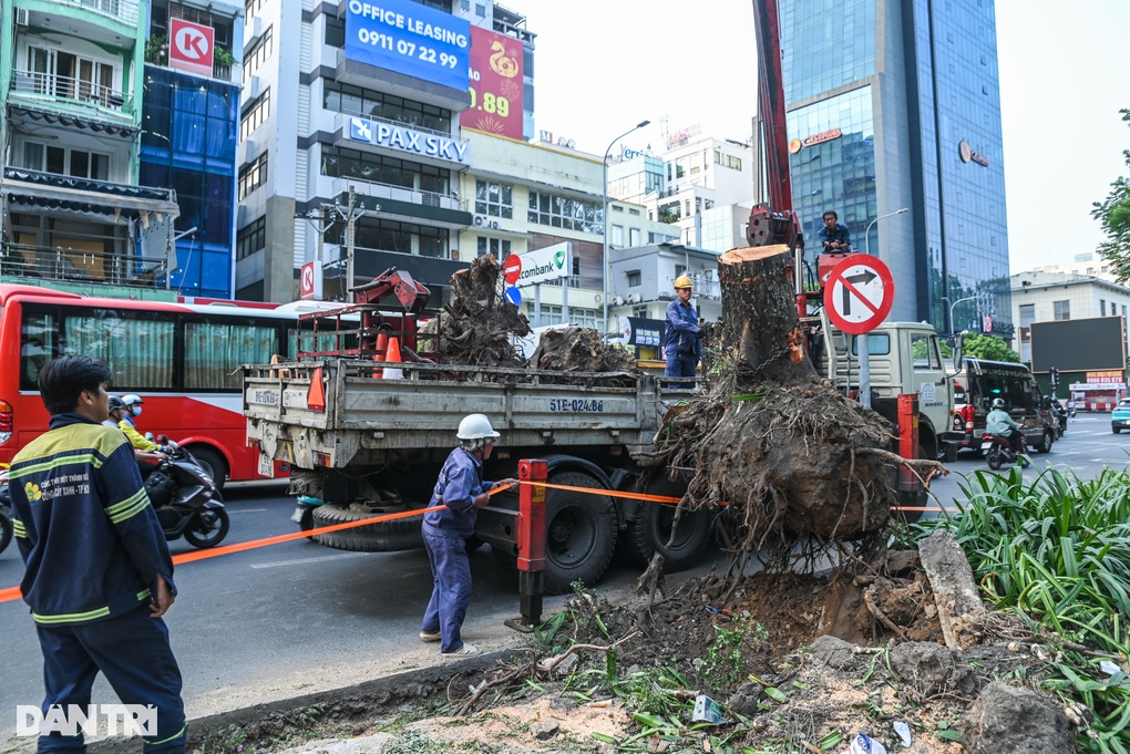 Người dân ngạc nhiên khi hàng loạt cây xanh bị đốn hạ trong mùa nắng nóng - 1 Người dân ngạc nhiên khi hàng loạt cây xanh bị đốn hạ trong mùa nắng nóng - 1