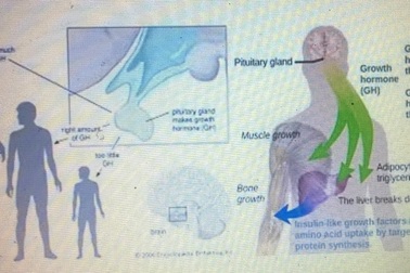 Chất tạo nạc cysteamine độc hại ra sao?